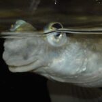 Асимметрия половых органов рыб. ПравоНалево! https://propravonalevo.com/
