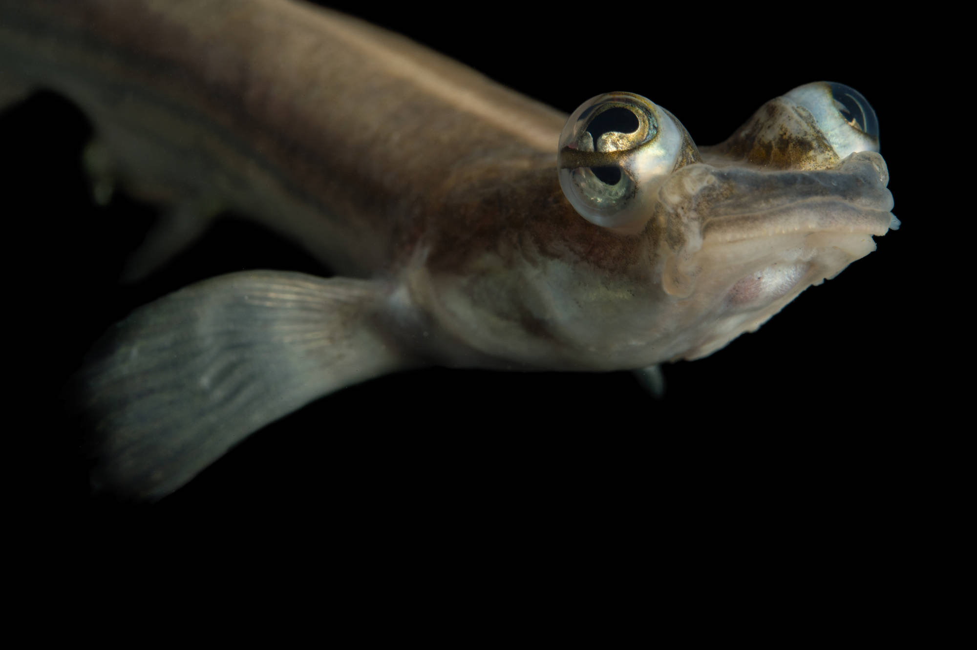 Асимметрия половых органов рыб
